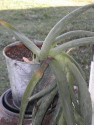Aloe vera : plante exotique aux nombreuses vertus